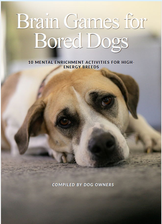 Brain Games for Bored Dogs